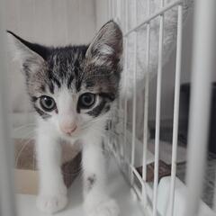 保護子猫５匹兄妹 − 長野県
