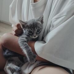 保護子猫５匹兄妹 - 小諸市