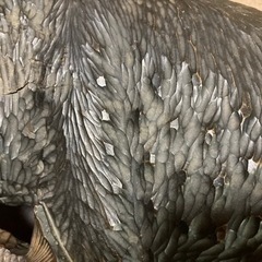 大きい熊の木彫りの画像
