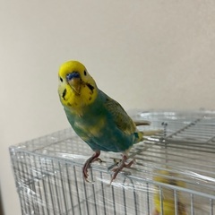 インコ　レインボー