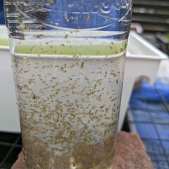 ミジンコ　ペットボトル1本の画像