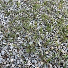 立ちながら草刈りできる道具でお勧めあれば教えてください。