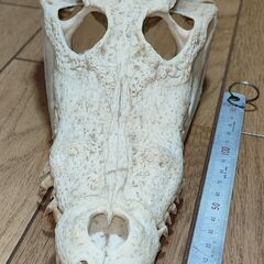 ワニの頭蓋骨の画像