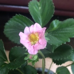 【決定しました】ピンクの花のいちご苗の画像
