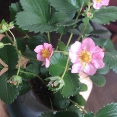 【決定しました】ピンクの花のいちご苗の画像