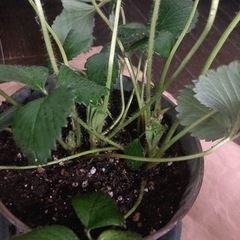 【決定しました】ピンクの花のいちご苗の画像