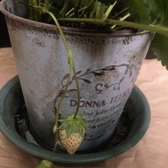 【決定しました】ピンクの花のいちご苗の画像