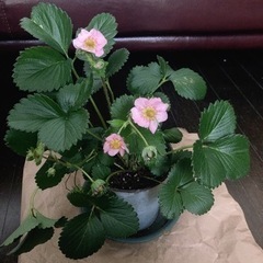 【決定しました】ピンクの花のいちご苗の画像