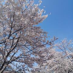 早稲田卒元人事による作文・小論文添削 