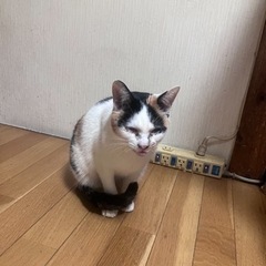 里親募集2