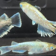 【サウザーメダカ】エメキン♪今流行りのフサフサ☆の画像