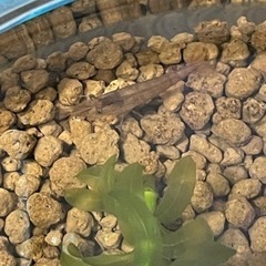 ミナミヌマエビ 5匹