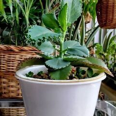 <<サマーセール>>【多肉植物】カランコエ属『クローンコエ』（K...