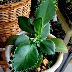 <<サマーセール>>【多肉植物】カランコエ属『クローンコエ』（KLC300）限定1の画像