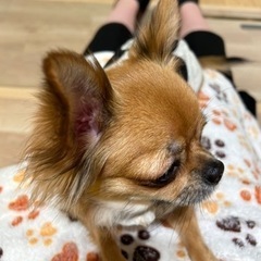 犬カフェ行きたーい！！
