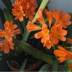君子蘭(クンシラン) ガーデニング　観葉植物