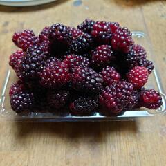 【ご盛況頂きありがとうございました】朝採りブラックベリーの画像