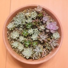 （鉢だけでも得）エケベリア 寄せ植え