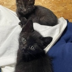 子猫