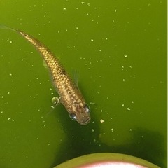 メダカ　ヒミツヘイキの画像
