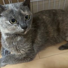 変わった柄の女の子