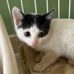 兄妹二匹、2ヶ月仲良しです。人馴れできてます！