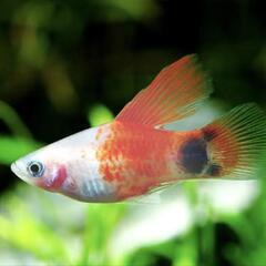 (稚魚)ハイフィンミッキーマウスプラティ