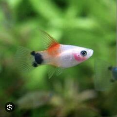 (稚魚)ハイフィンミッキーマウスプラティの画像