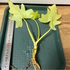 セローム　ゴールドリーフ　抜き苗　ガーデニングの画像