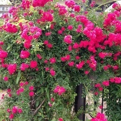 つるバラの画像