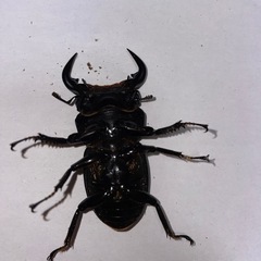 マレーアンタエウス　オス単
の画像