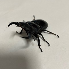 マレーアンタエウス　オス単
