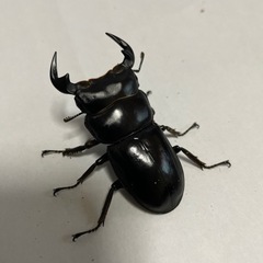 マレーアンタエウス　オス単
の画像