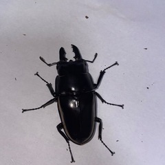 ウォレスノコギリ　オス単の画像