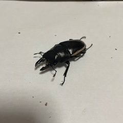 ウォレスノコギリ　オス単