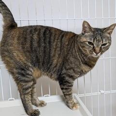 6歳 メス猫 去勢済み