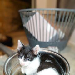 貰ってくれる方いませんか🙇