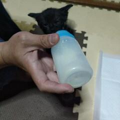 かわいい黒猫ちゃん♥️