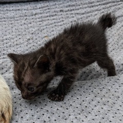 とても元気な男の子🐈‍⬛💞