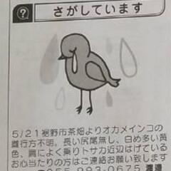 鳥をさがしています オカメインコ