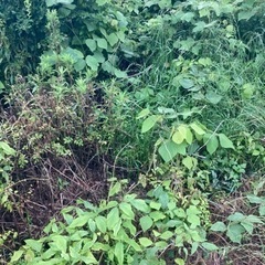 草刈り代行