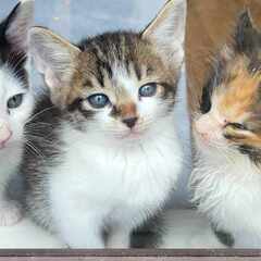 in江南市☆保護猫（子猫～大人猫）をオウチに迎えよう！☆2024...