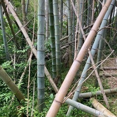 竹藪の整備、管理、伐採