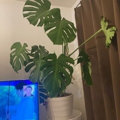 モンステラ 観葉植物