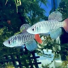 卵生メダカ その他の中古が安い！激安で譲ります・無料で