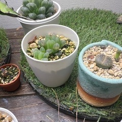 ハオルチア　オブツーサの画像