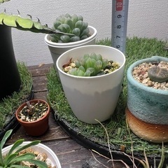 ハオルチア　オブツーサの画像