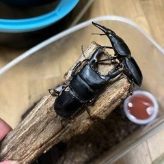 ヒラタクワガタ