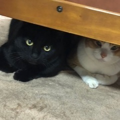 雑種♂