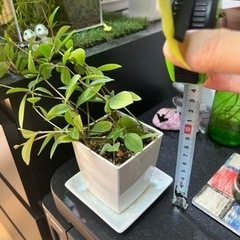 ペペロミア・アングラータの画像